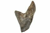 Fossil Ceratopsian Dinosaur Rooted Tooth - Judith River Fm #303580-1